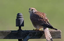Wielkomiejskie umiejętności ptaków. W miastach ewoluują inaczej niż w dziczy
