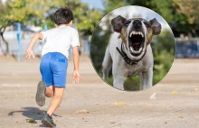 Pies zaatakował 11-latka. Zwierzę goniło chłopczyka. Ujadało i było agresywne