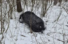 Kolejny zbiornik rakiety Falcon 9 znaleziony w Wielkopolsce?