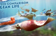 Porównanie prędkości 3D | | Życie oceanów