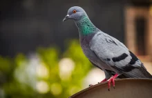 Niemieckie miasto wydało wyrok na gołębie. Setki ptaków do wybicia