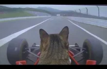 Kot za kierownicą Formuły 1