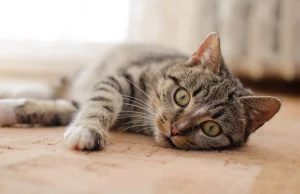 KRD-IG o mięsie drobiowym i grypie ptaków u kotów: Pogoń za sensacją