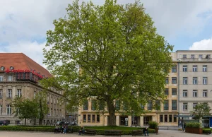 Drzewa na placu Wolności w Poznaniu zostały pomnikami przyrody