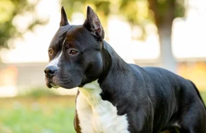 Jak zapowiadał, tak zrobił. 67-latek zabił amstaffa siekierą