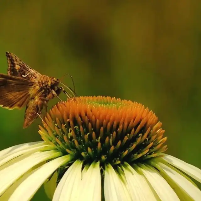 Błyszczka Jarzynówka - Autographa Gamma / Fotografujemy Przyrodę