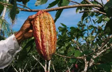 Cienie produkcji czekolady. Za plantacjami kakaowca stoi wyzysk i wycinka drzew
