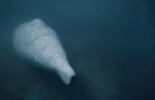 Nowy "rekin" NATO na Bałtyku. GreyShark może odmienić układ sił