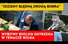 prof. Henryka Okarmy na temat wilków