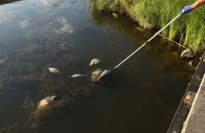 Here we go again: Martwe ryby w Kanale Gliwickim i Czernicy