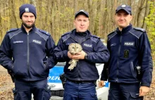 Bychawscy policjanci uratowali rannego puszczyka