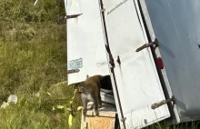 "Zarażone" małpy uciekły z rozbitego transportu na autostradzie. Padły strzały