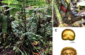 Tropikalna paproć wykorzystuje swoje martwe liście jako struktury korzeniowe