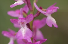 Mykolog: storczyki nie mogą istnieć bez grzybów