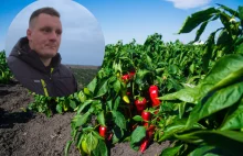 Dramat na rynku warzyw, setki ton marnuje się na polach