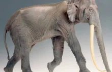 Ewolucja słoni, czyli gatunek "zszyty z łatek" różnego pochodzenia