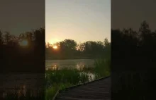 Swamp Sounds At Early Morning - Frogs, Birds Sound #shortvideo #frog #naturesoun
