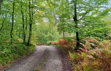 Jak tam u Was z grzybami? U mnie słabo...