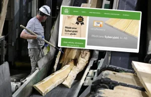 Sprzedają rosyjskie drewno w Polsce i mówią o tym wprost. Tak się tłumaczą