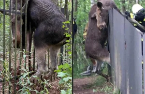 Przez opieszałość właściciela i jego niewłaściwie postawiony płot zginął łoś