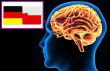 Język ojczysty wpływa na strukturę mózgu. Czy Polak ma inny mózg od Niemca?