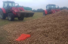 Zwrot sytuacji w Dąbrowicy? Rolnik komentuje: Ktoś ukradł mi ziemniaki!