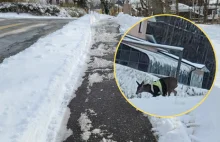 Niecodzienny widok w Kanadzie. Jeleń w kamizelce odblaskowej