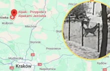 Agresywne psy sforsowały ogrodzenie i zagryzły alpaki