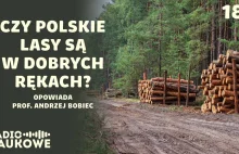 Radio naukowe - Polskie lasy - czy da się w nich pogodzić ekologię z ekonomią?