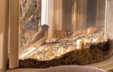 Podglądanie ptaków w zaciszu swojego domu przez okienny karmnik