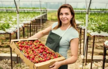 Polacy znowu wyjeżdżają do pracy za granicę. Zarabiają 3 razy więcej niż w kraju