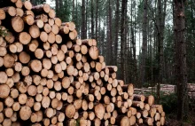 MKiŚ zorganizowało "naradę o lasach". Zdaniem branży drzewnej była ona fikcyjna