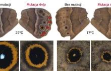 Skrzydła motyli ozdabia temperatura
