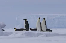 Zapomniany kontynent: Antarktyda, czyli serce Gondwany