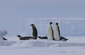 Zapomniany kontynent: Antarktyda, czyli serce Gondwany