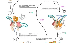 Nowe spojrzenie na mechanizm działania bakteryjnego enzymu DNA gyrazy