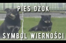 Dżok - krótka historia o psiej wierności.