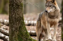 Niemcy proponują obniżenie poziomu ochrony wilków