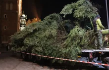 Do Krakowa przyjechała choinka. Została już zamontowana na Rynku