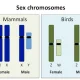Mirek/Mirabelka wyjaśnia naukowo chromosomalny podział płci - wraz ze źródłami