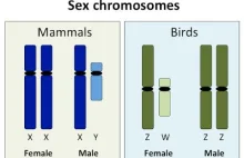 Mirek/Mirabelka wyjaśnia naukowo chromosomalny podział płci - wraz ze źródłami