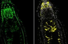 Niezwykły błąd natury - polscy naukowcy odkryli robaki z dwiema głowami