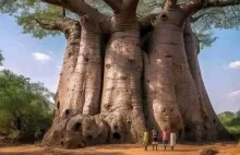 2000-letnie drzewo w Afryce nazwane Drzewem Życia