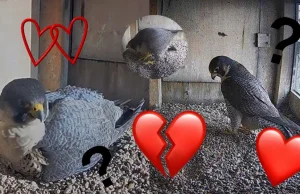 Kamera ornitologiczna uchwyciła burzliwy romans sokołów