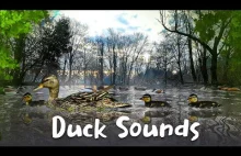 Relaksujące dźwięki natury – odgłosy kaczki