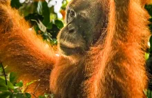 Orangutany na Sumatrze i Borneo - jak przygotować się na wyjście do dżungli?