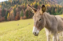 Osiołek Diesel zaginął 5 lat temu. Znalazł się... w stadzie jeleni