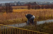 Amstaff zaatakował ludzi i psa. Właściciel usłyszał zarzuty