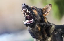 Agresywny pies zaatakował dziecko w Jastrzębiu. Zwierzę nie było zaszczepione