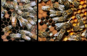 Maminsynki i córeczki wielu tatusiów, czyli o intymnym życiu pszczół miodnych